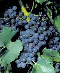 grenache