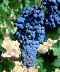 mourvedre